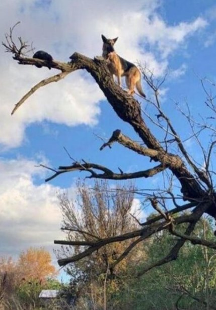 Мережі розсмішив собака, який виліз на верхівку дерева (ФОТО)