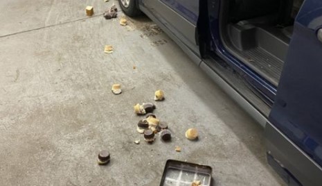 Ведмідь пограбував пекарню та з\