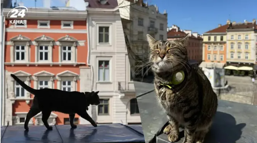 Скільки насправді заробляє «котячий мер Львова» (відео)
