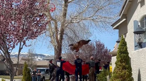 Рятувальники допомогли ведмедеві, який вліз на дерево і застряг на ньому (ФОТО)
