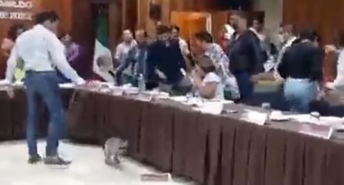 Єнот провалився крізь стелю на членів міської ради (ВІДЕО)