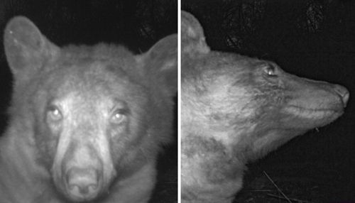 Ведмідь знайшов фотокамеру і зробив 400 селфі за одну ніч (ФОТО)