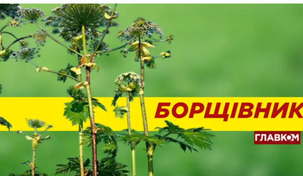 Зацвів отруйний борщівник. В чому його небезпека та як уберегтися