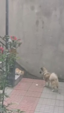 Сторожовий пес поділився з бездомним котом їжею та підкорив Мережі (ФОТО)