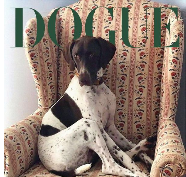Журнал Vogue обрав найстильніших песиків планети (фото)
