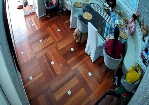 Пес пішов зі їдальні разом зі стільцем (ВІДЕО)