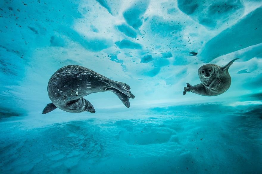 Финалисты фотоконкурса Wildlife Photographer of the Year 2017