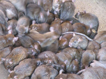 Жителям Калифорнии раздадут тысячу крыс