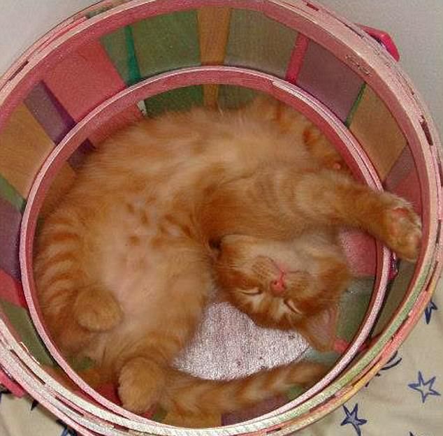 Коты умеют спать в самых неудобных местах