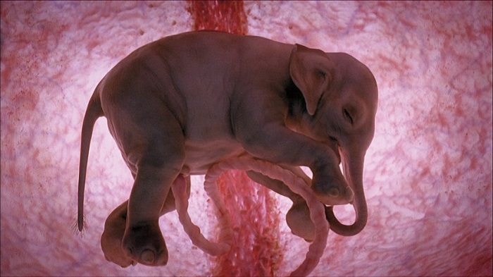 15 удивительных фото животных в утробе матери