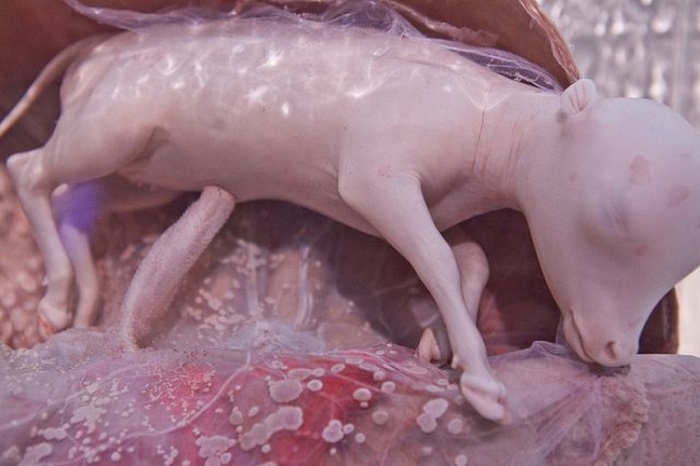 15 удивительных фото животных в утробе матери