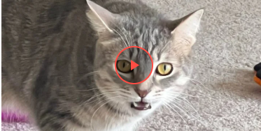 Жінка "покарала" кота за укус кумедним способом: що вона вигадала (фото)