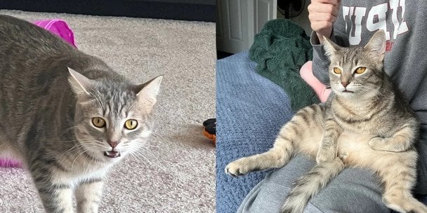 Жінка \"покарала\" кота за укус кумедним способом: що вона вигадала (фото)