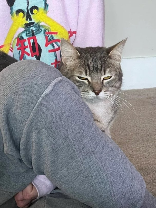 Жінка \"покарала\" кота за укус кумедним способом: що вона вигадала (фото)