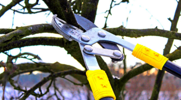 Особливий метод мого діда-львів’янина: обрізає дерева так, і за фруктами листя не видно