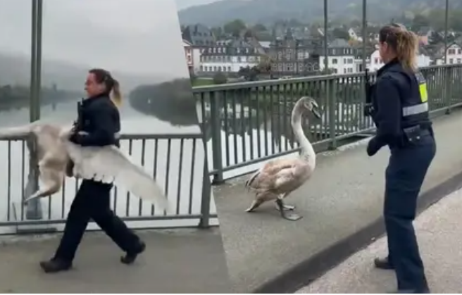 Лебідь-порушник: німецька поліція підкорила мережу кумедним 