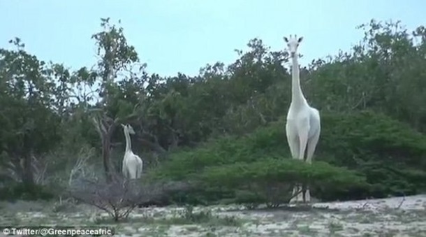 Редчайших белых жирафов сняли на видео