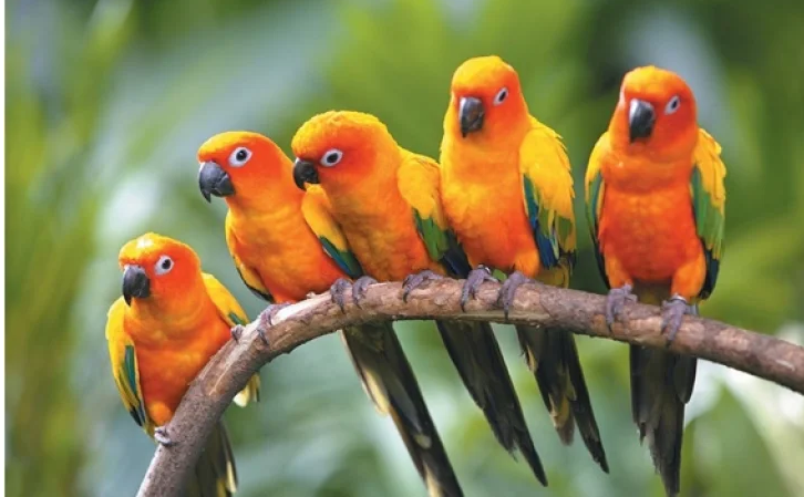 Безстрашний папуга побився з котом за миску з їжею (відео)