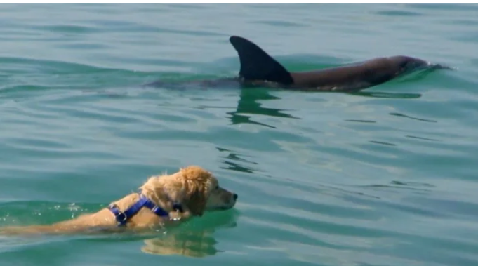 Лабрадор потоваришував із дельфіном і щодня проводить з ним час у воді
