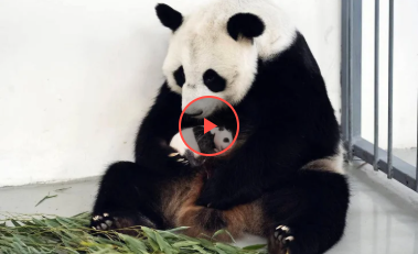 Панда безуспішно спробувала сховатись у дворі сільського жителя