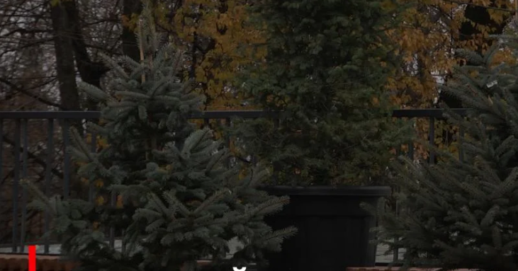 Друге життя: у Рівному проведуть акцію «Подаруй ялинку парку» (ВІДЕО)