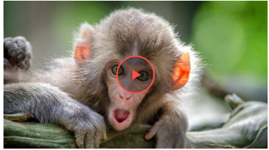 Мережі підкорила мавпа, яка розуміється на економії (відео)