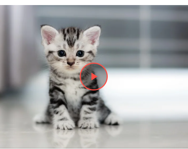 Спортивний кіт показав, як правильно качати прес (відео)