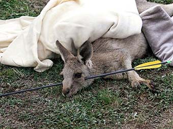 Австралийца арестовали за отстрел кенгуру из лука 