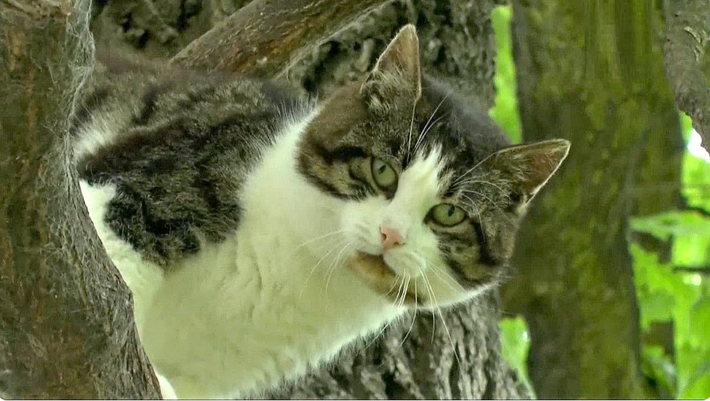 В Польщі кіт уявив себе білкою і вже 6 років живе на дереві