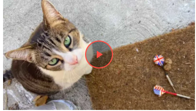 Кішка зайнялася крадіжкою, щоб порадувати господиню (фото)