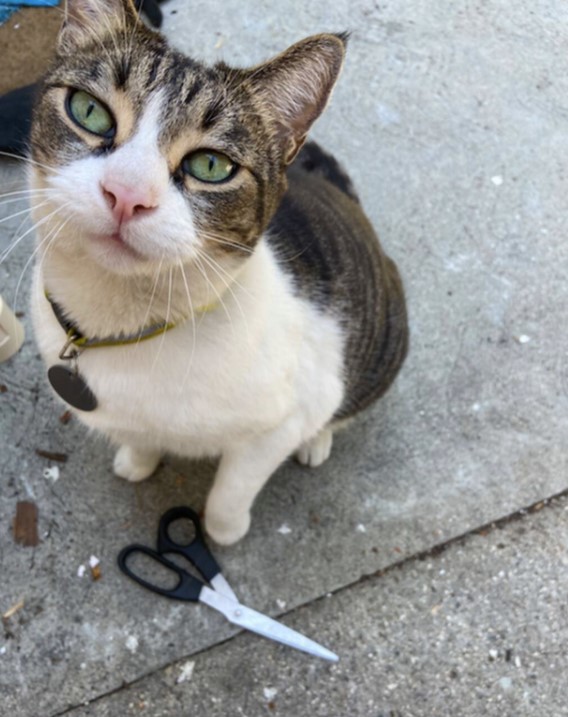 Кішка зайнялася крадіжкою, щоб порадувати господиню (фото)