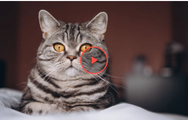 Мережі насмішив кіт, що живе у дуплі дерева (відео)