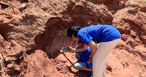 стародавні яйця динозавра