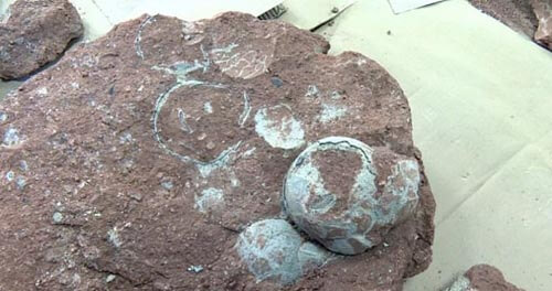 стародавні яйця динозавра