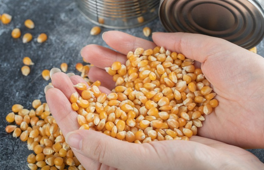 Темпи збору кукурудзи в Україні впали, близько третини урожаю ще залишається в полях