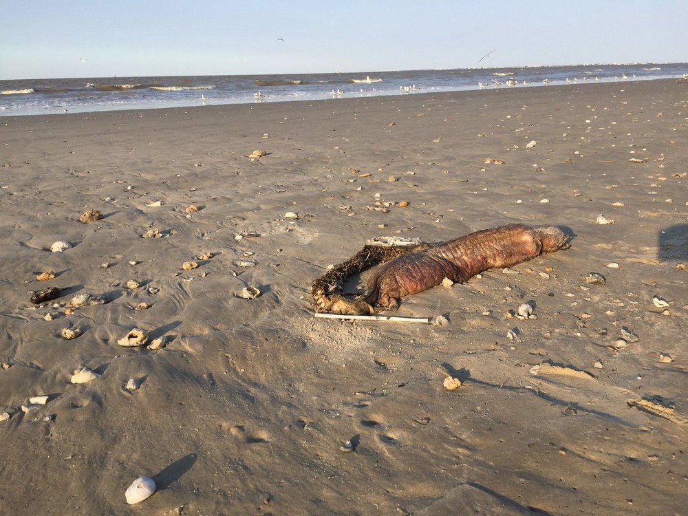 Странное существо выбросило на пляж в Техасе после урагана Харви