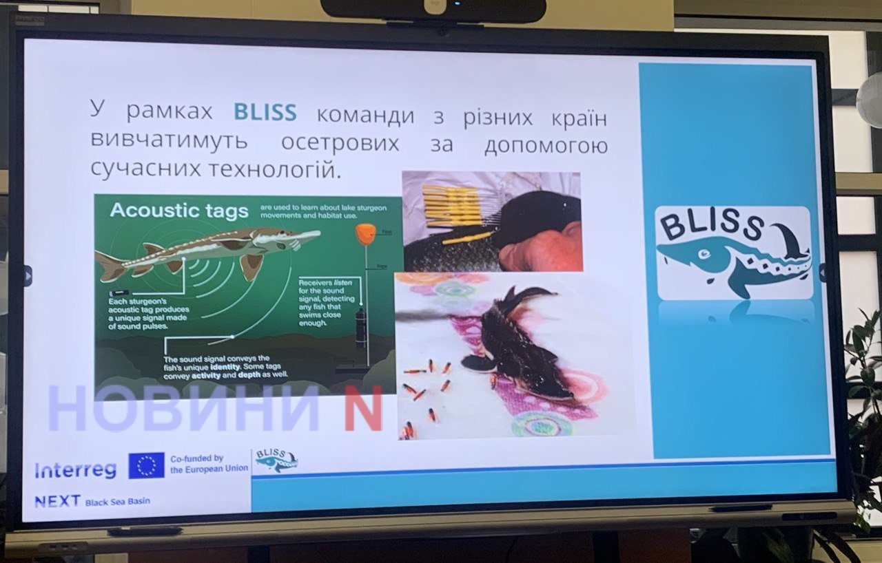 Країни Чорноморського регіону об’єднуються в рамках проєкту BLISS заради майбутнього осетрових
