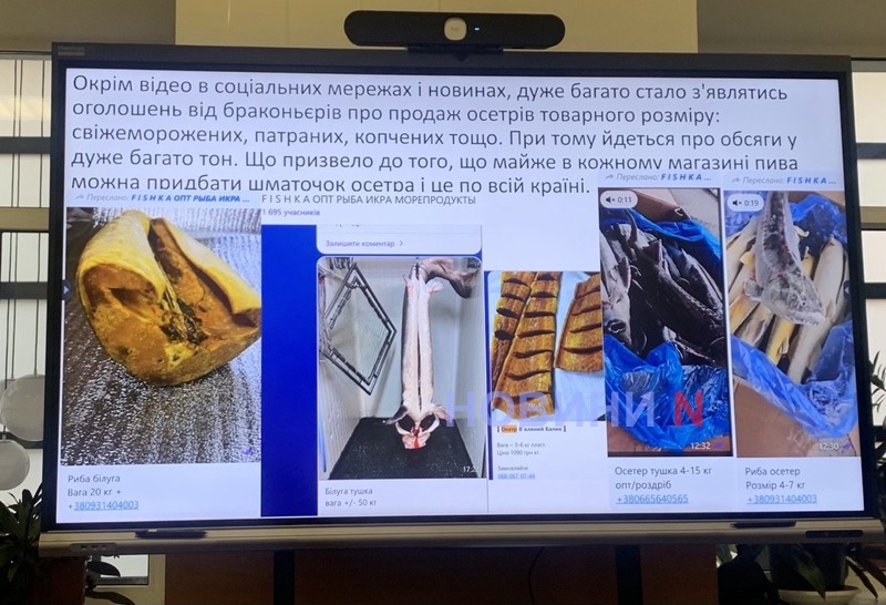 Країни Чорноморського регіону об’єднуються в рамках проєкту BLISS заради майбутнього осетрових