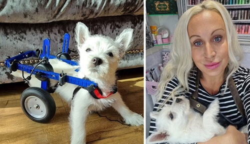 Паралізований собака отримав можливість гуляти завдяки інвалідному візку (ВІДЕО)