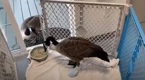 Гуска проникла у ветклініку, щоб бути ближче до свого приятеля (ВІДЕО)