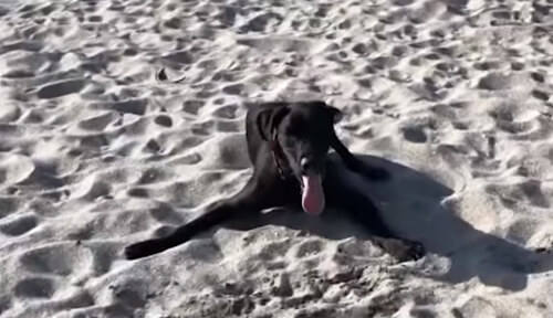 Триногий пес отримав важливу роботу як терапевтичну тварину (ВІДЕО)