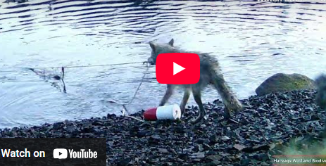 Дикого вовка вперше зазнімкували під час використання знаряддя праці для видобування їжі