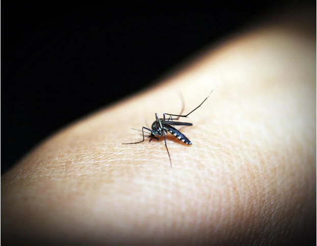 Лікарі б’ють на сполох: боротьба з малярією зайшла в глухий кут