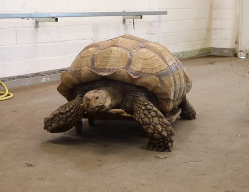 Черепаху з хворими суглобами подарували імпровізований скейтборд (ВІДЕО)