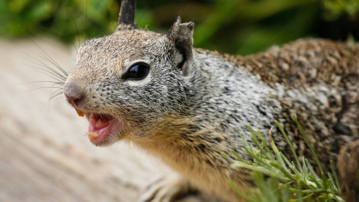 Мережі підкорила білка, яка не злякалася оленя (ВІДЕО)