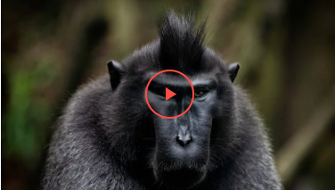 Мережі насмішила злочинниця-мавпа (відео)