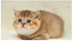 Маленьке кошеня розсмішило «танцем» на слизькій підлозі (відео)