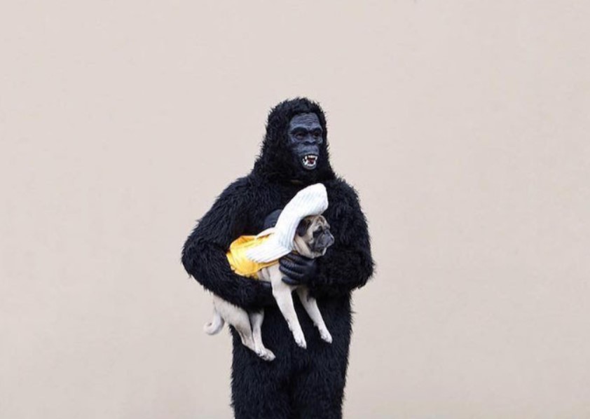 Мопс став \"музою\" креативного фотографа (ФОТО)