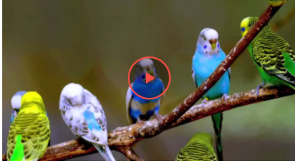 Папуга став знаменитим, навчившись танцювати (відео)