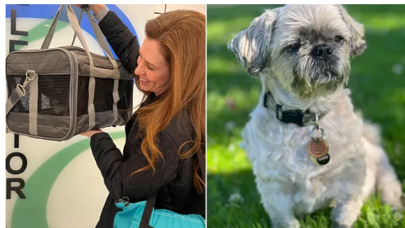 Американка клонувала собаку за 50 тисяч і шкодує про рішення